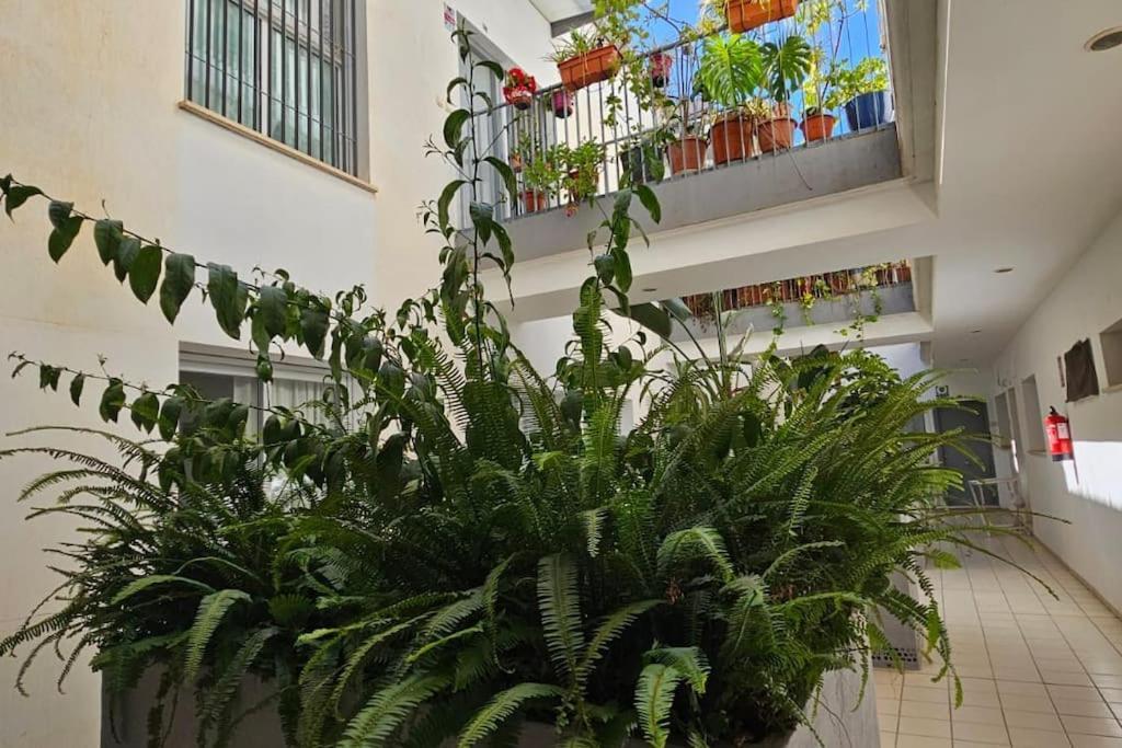 Suite Trinidad Centro Málaga Esterno foto